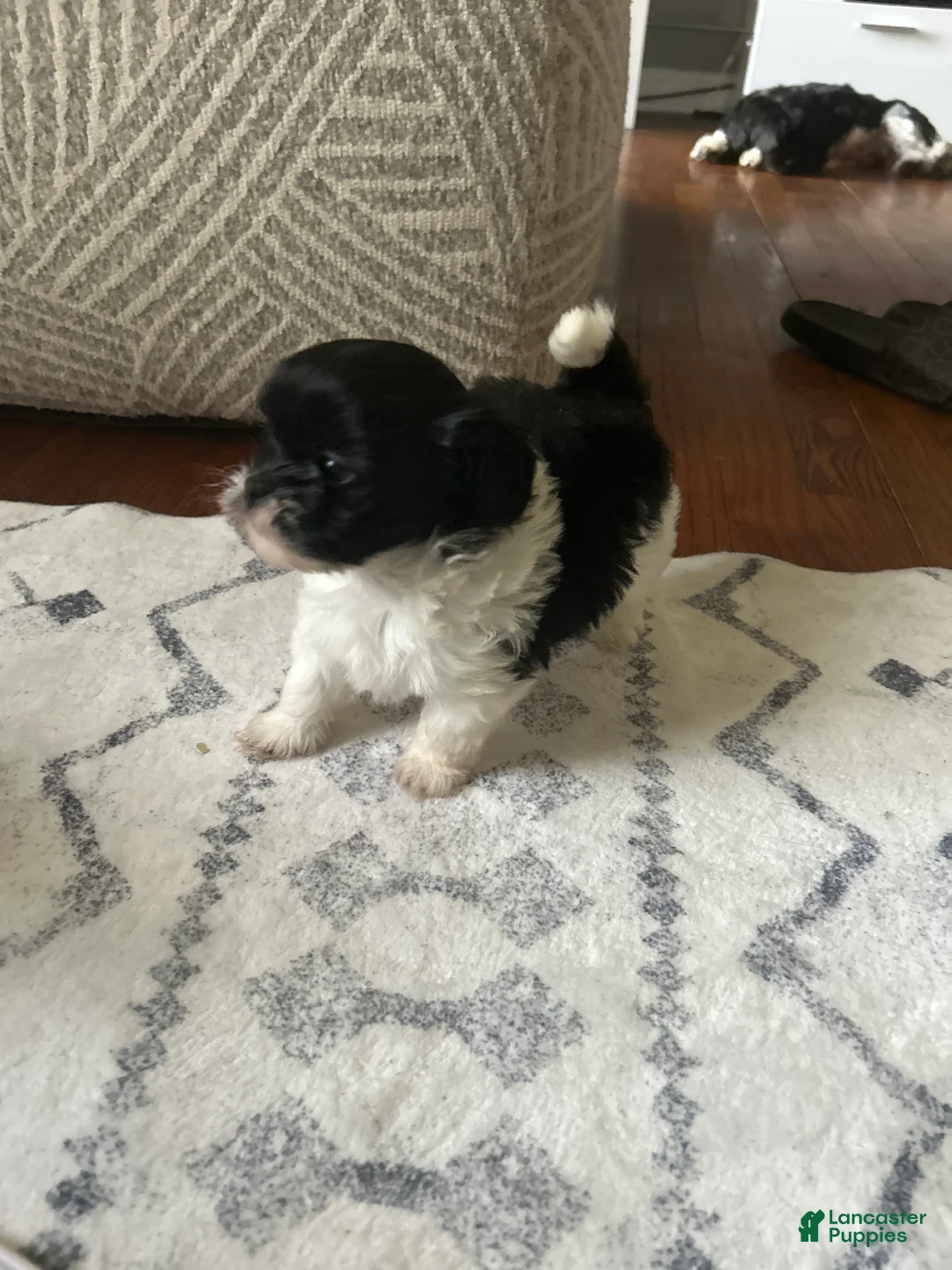 Shihpoo dogs for sale: Dreamy - Ad 2