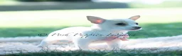 Chihuahua dogs for sale: Pearl - Ad 3