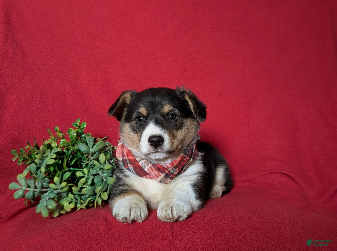 Welsh Corgi Pembroke dogs for sale: Garrity - Ad 5