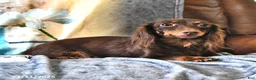Miniature Dachshund dogs for sale: Echo - Ad 6
