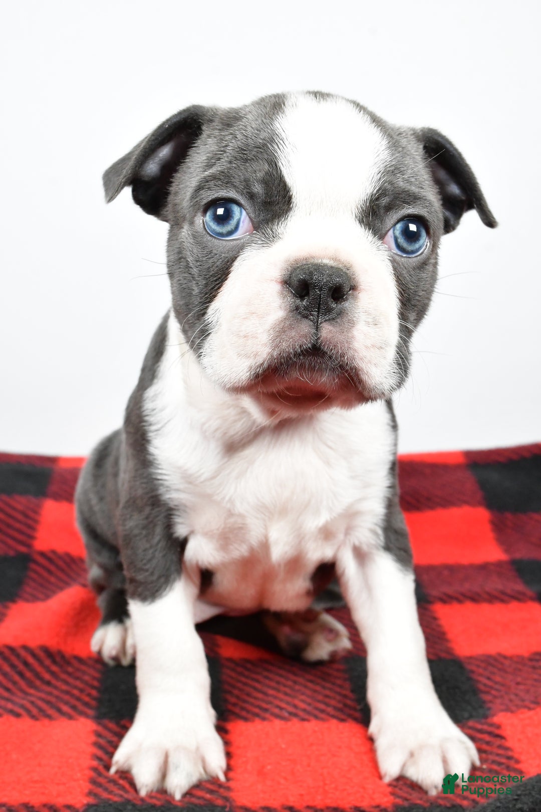 Boston Terrier dogs for sale: Chloe - Ad 4