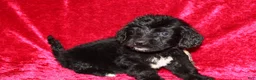 Doxiepoo dogs for sale: Doxiepoo Chase - Ad 5