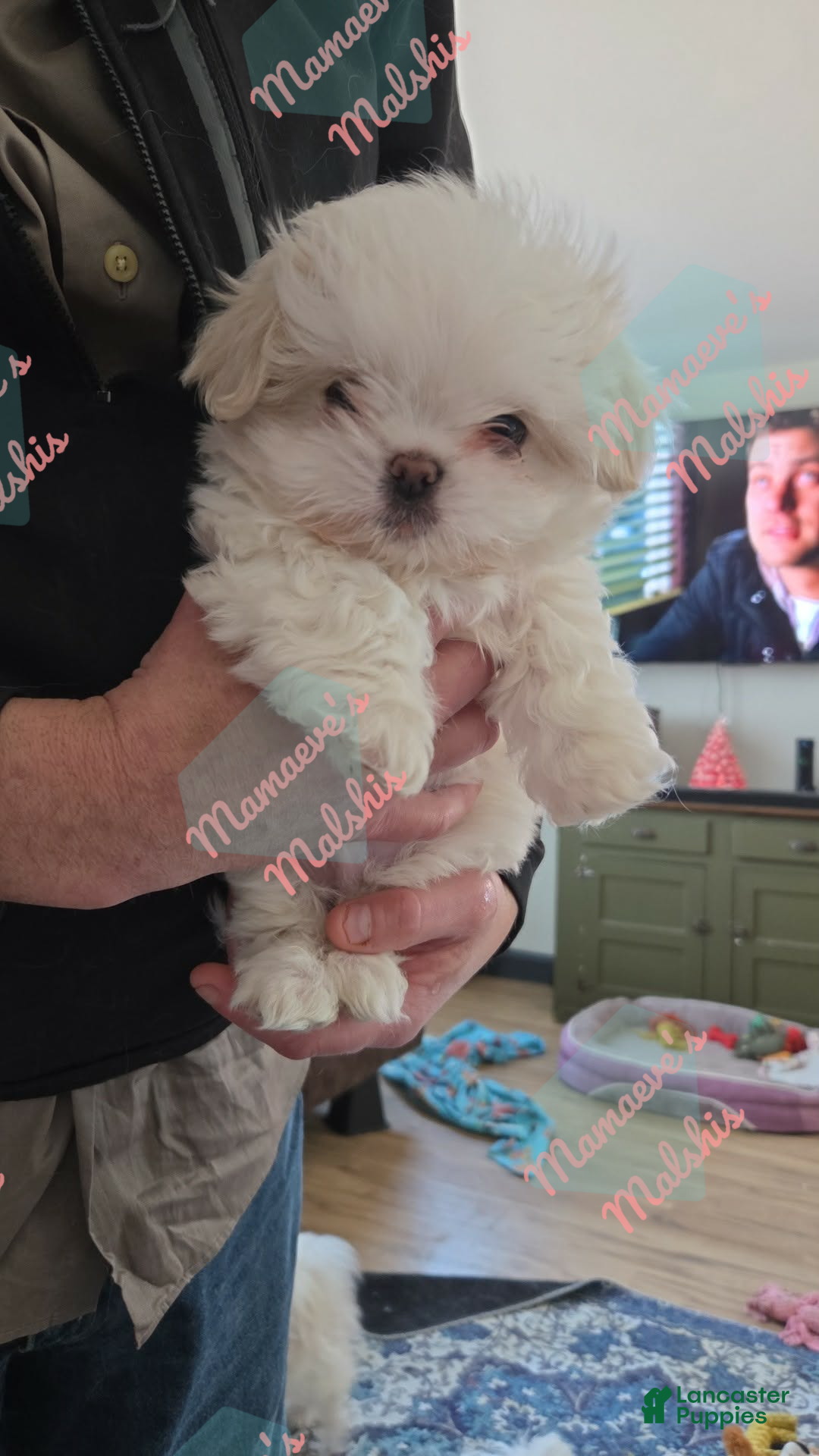 Malshi dogs Huey - Ad 12