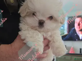 Malshi dogs Huey - Ad 7