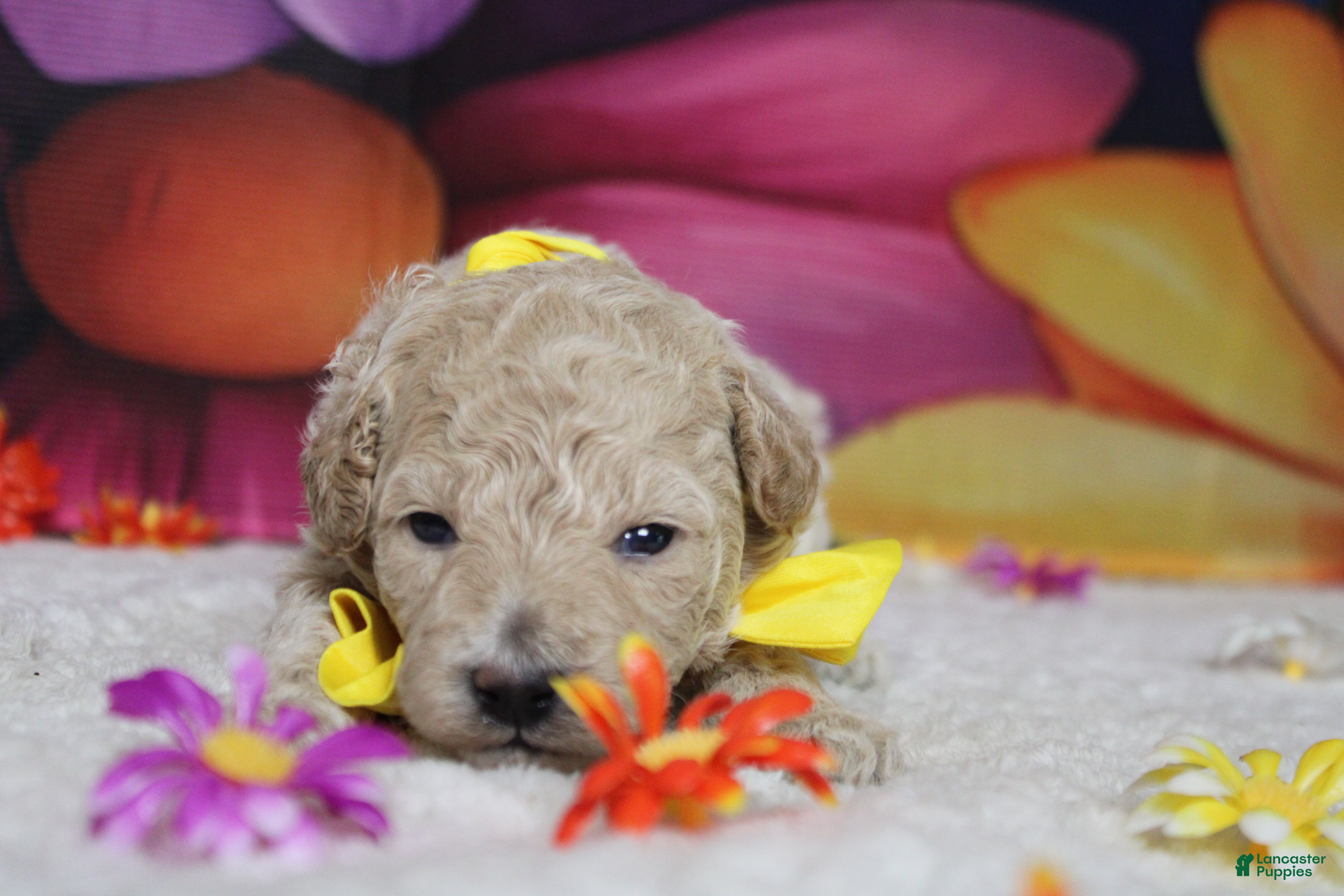 Havapoo dogs Willie  - Ad 1