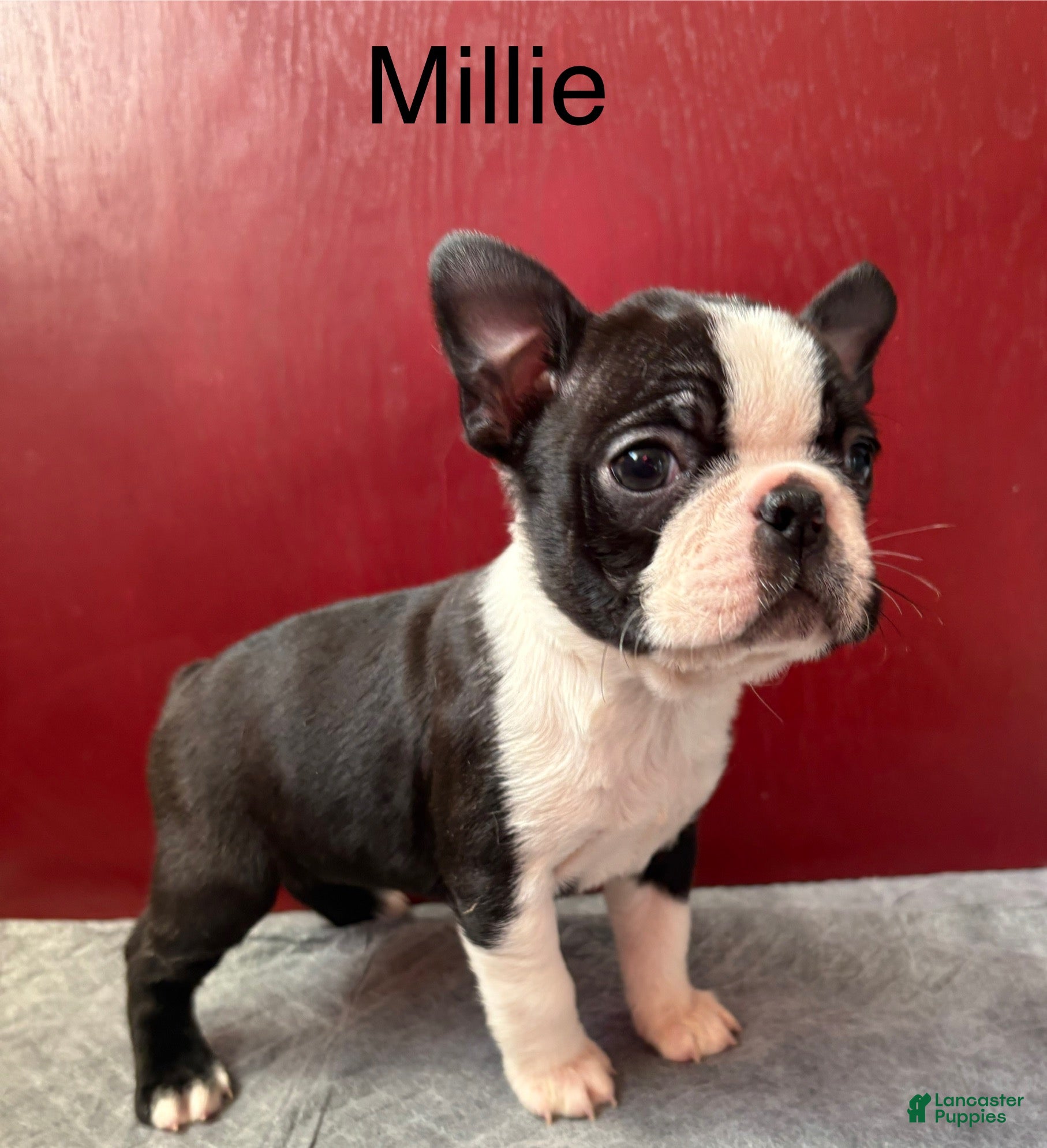 Boston Terrier dogs Boston Terrier Puppy 3 - Ad 18