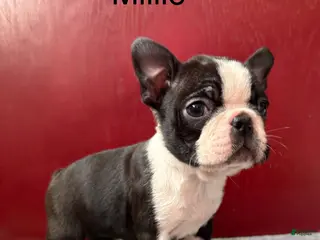 Boston Terrier dogs Boston Terrier Puppy 3 - Ad 8