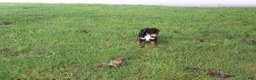 Miniature Poodle dogs for sale: Tanger - Ad 4