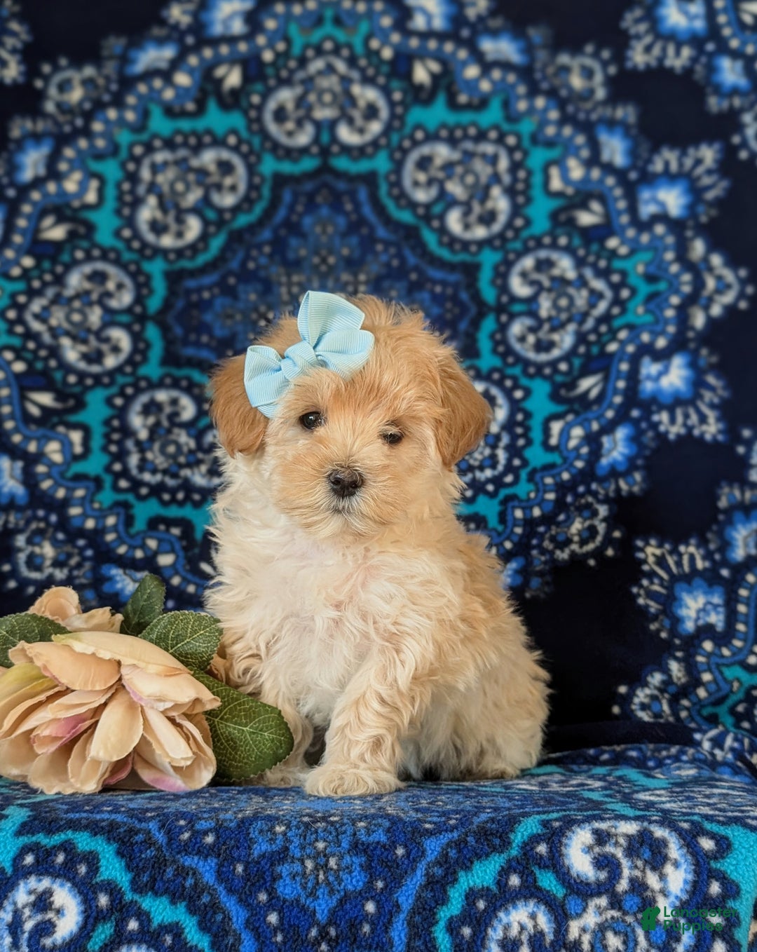 Maltipoo dogs for sale: Elayna  - Ad 1