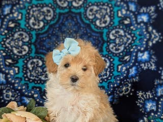 Maltipoo dogs Elayna - Ad 40