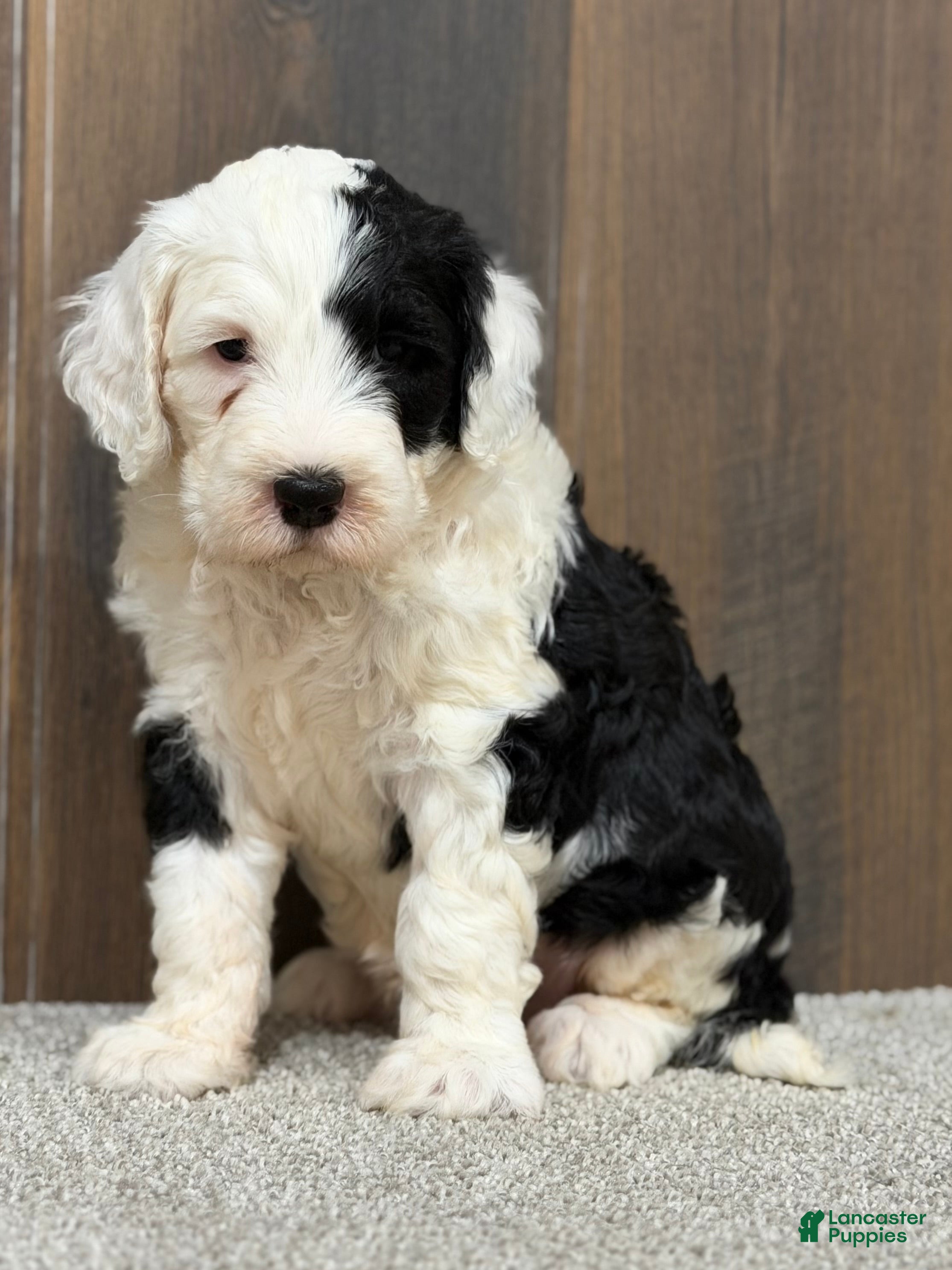Sheepadoodle dogs Cami - Ad 1