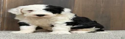 Sheepadoodle dogs for sale: Cami - Ad 1