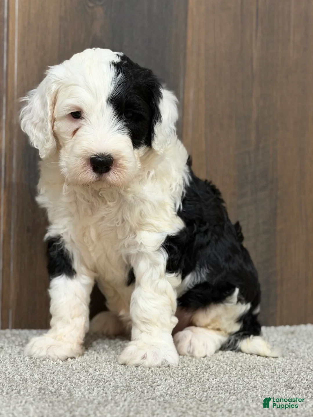 Sheepadoodle dogs for sale: Cami - Ad 1