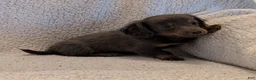 Miniature Dachshund dogs for sale: DAXX - Ad 4