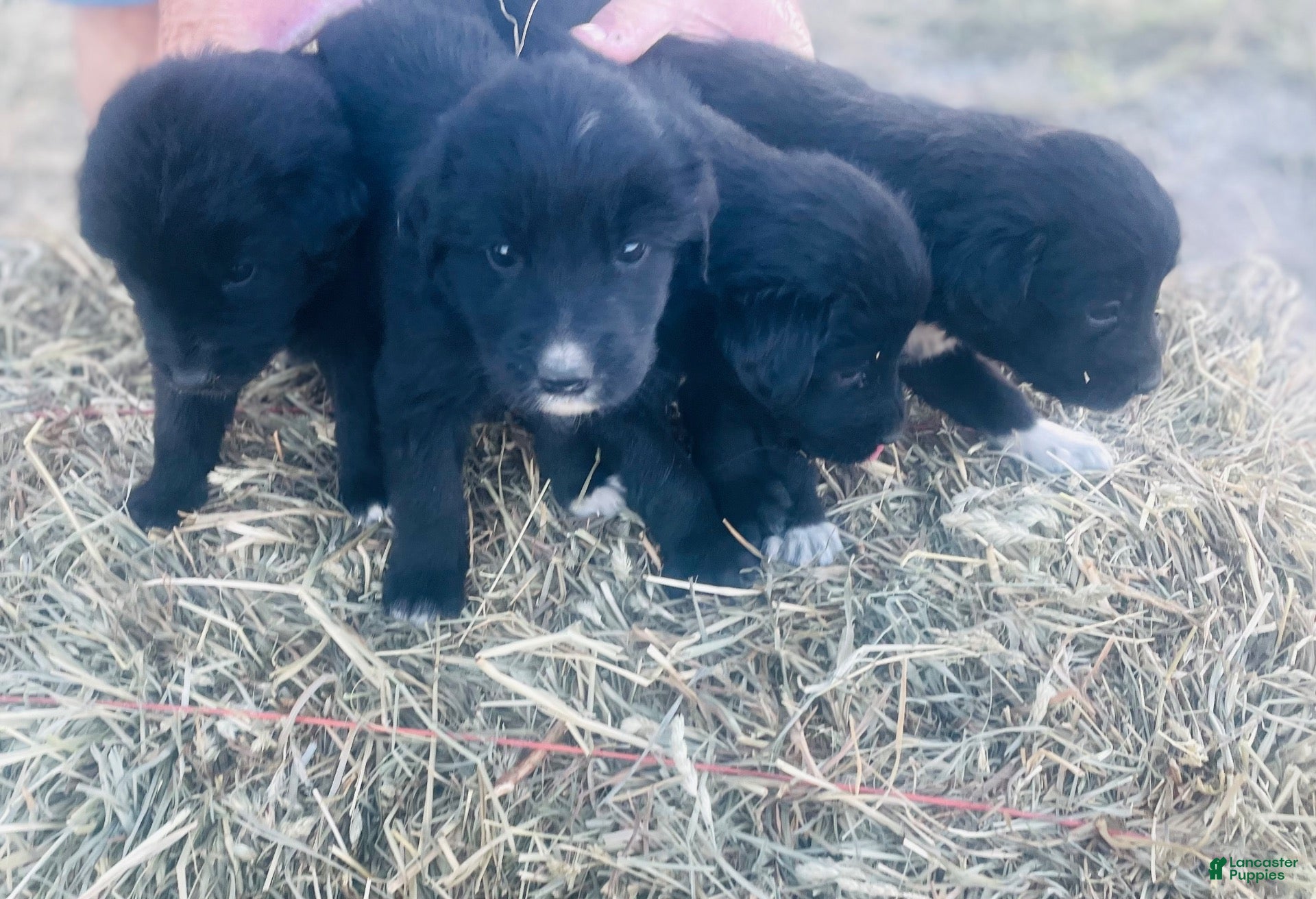 Mixed Breed dogs Mixed Breed 3 - Ad 7