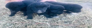 Mixed Breed 3