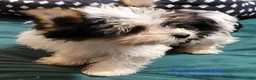 Yorkshire Terrier dogs for sale: Patsy - Ad 16