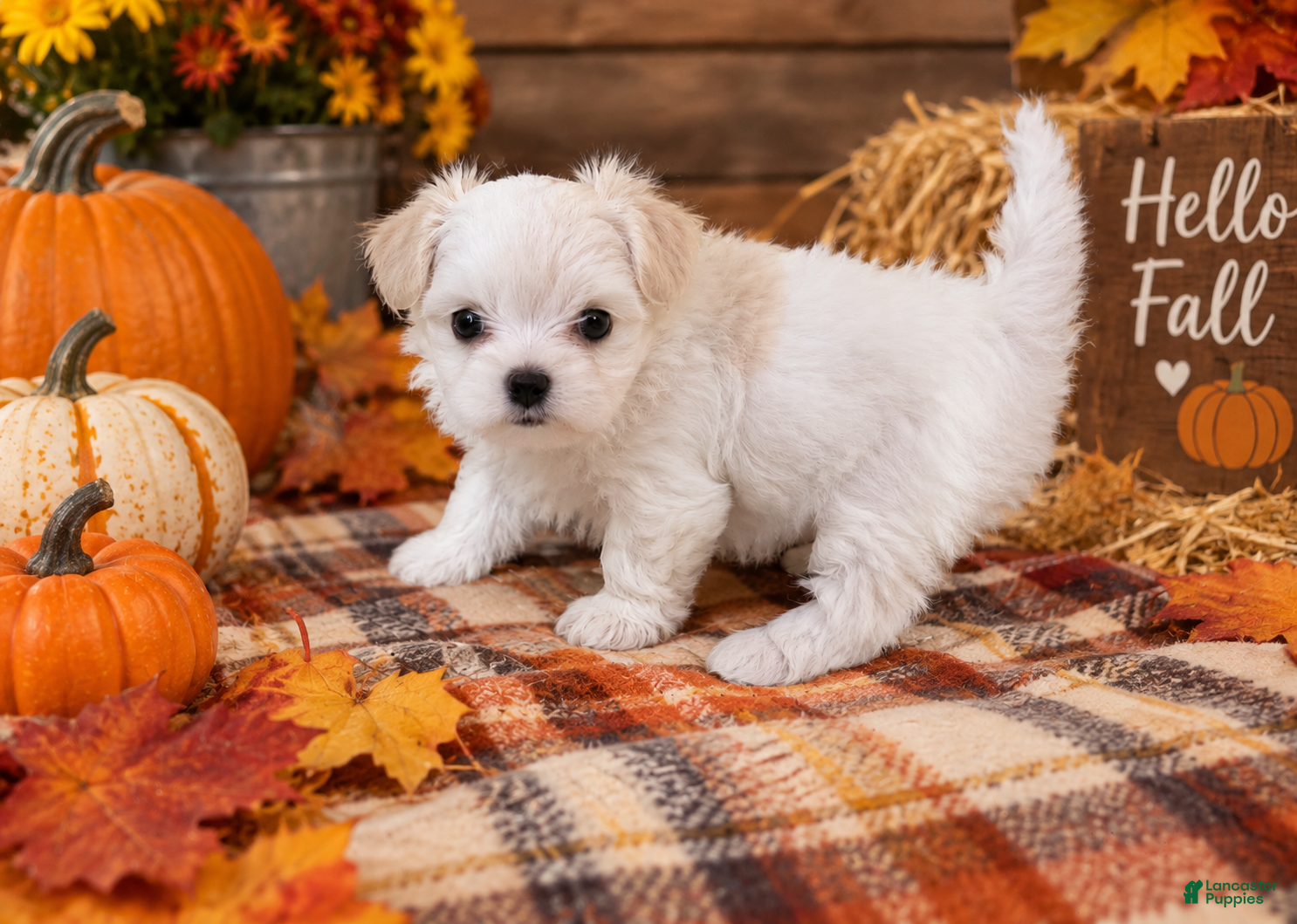 Morkie dogs Morkie 2 - Ad 15