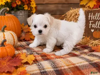 Morkie dogs Morkie 2 - Ad 15