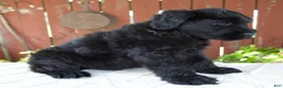 Giant Schnauzer dogs for sale: Travis - Ad 5