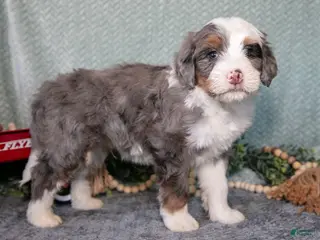 Mini Bernedoodle dogs for sale: Turbo - Ad 2