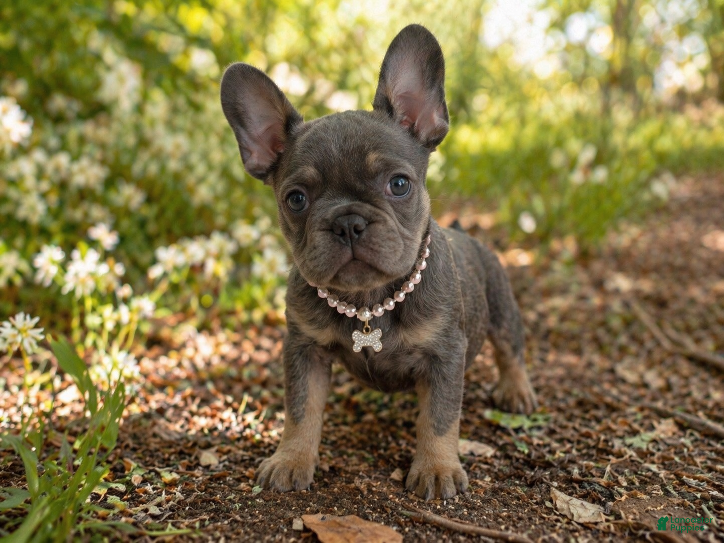 French Bulldog dogs French Bulldog Puppy 3 - Ad 1