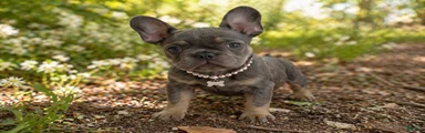 French Bulldog Puppy 3