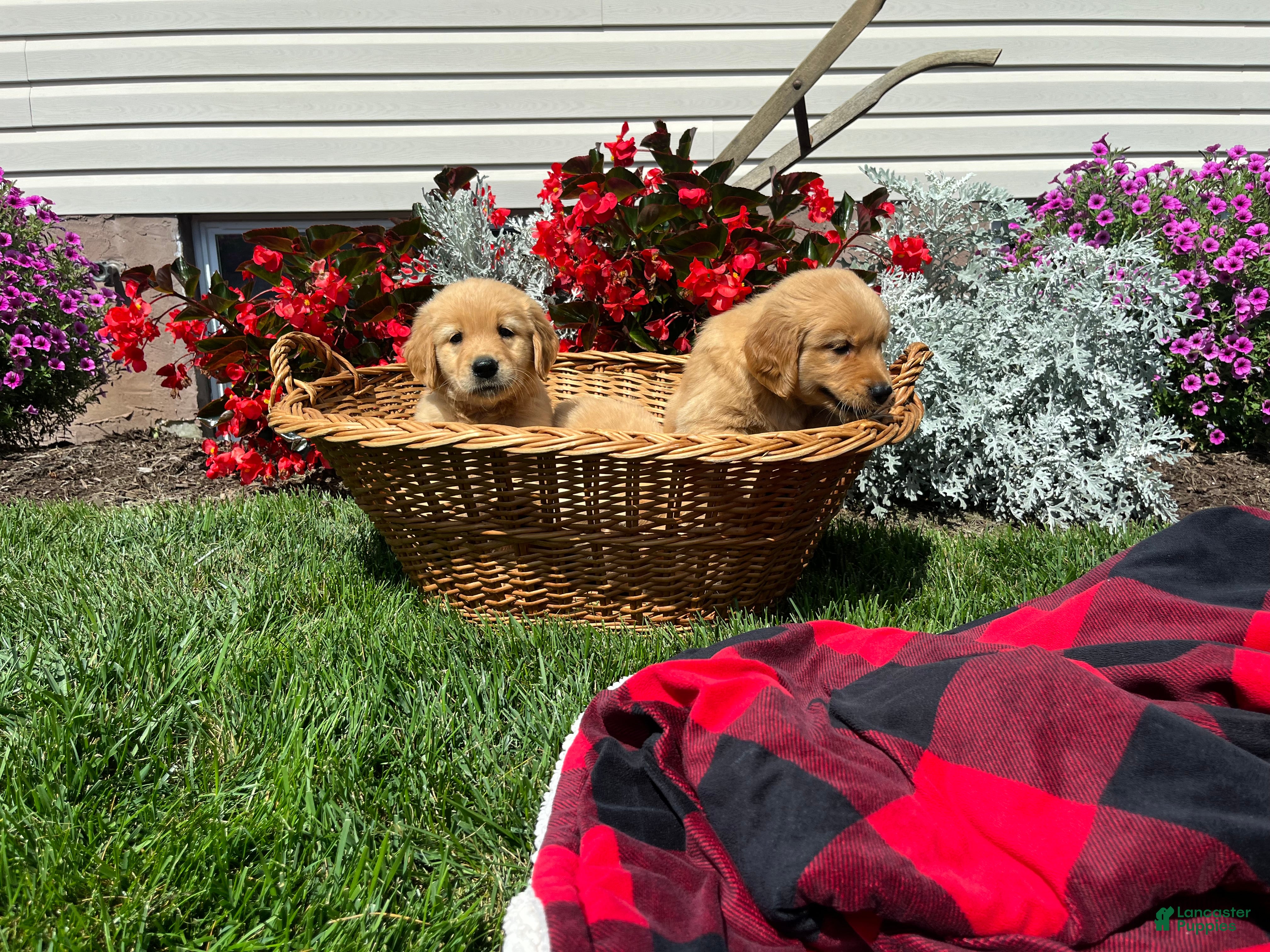 Golden Retriever dogs for sale: Finn❤️AKC Registered - Ad 1
