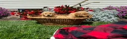 Golden Retriever dogs for sale: Finn❤️AKC Registered - Ad 1