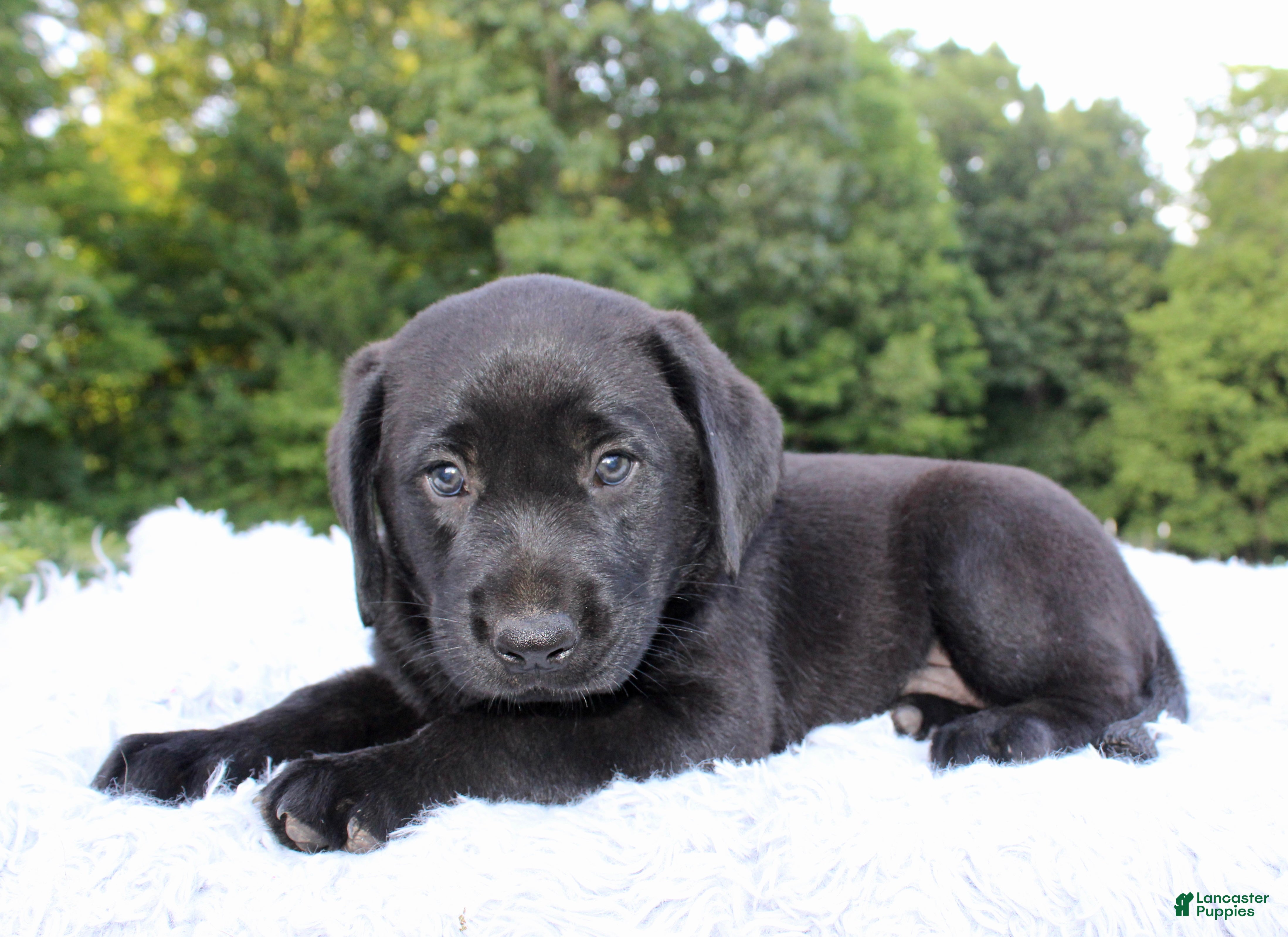 Labrador Retriever dogs for sale: Whinchester - Ad 4
