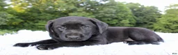 Labrador Retriever dogs for sale: Whinchester - Ad 1