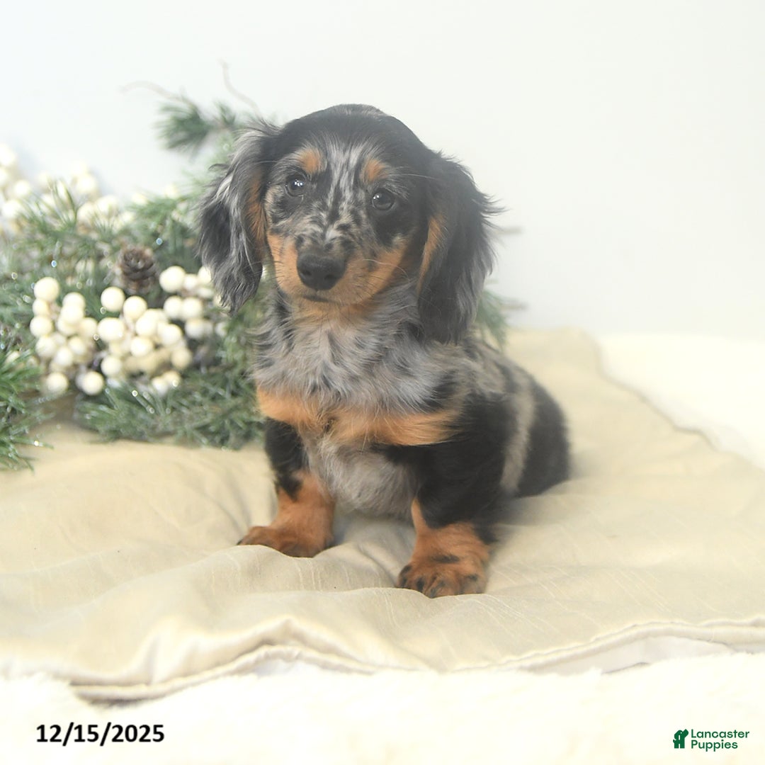 Miniature Dachshund dogs for sale: Prancer - Ad 4