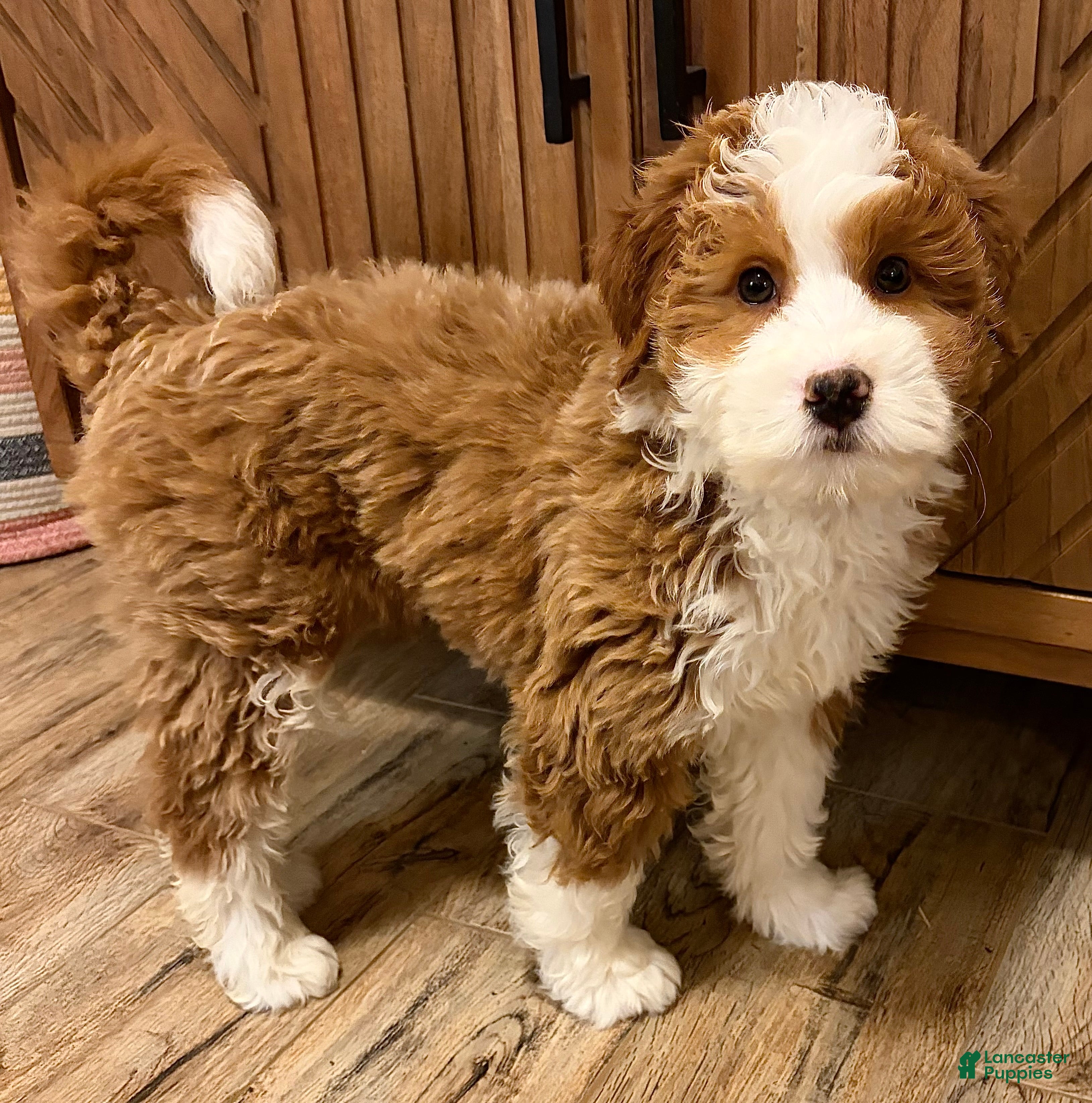 Mini Bernedoodle dogs 💙 IN BOSTON MASSACHUSETTS AREA 💙 RED AND WHITE TUXEDO BOY 💙 MINI BERNEDOODLE 💙 - Ad 2