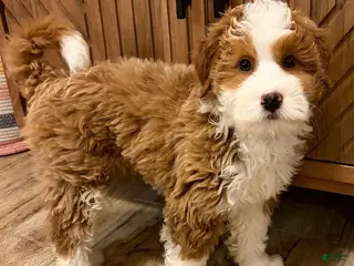 Mini Bernedoodle dogs 💙 IN BOSTON MASSACHUSETTS AREA 💙 RED AND WHITE TUXEDO BOY 💙 MINI BERNEDOODLE 💙 - Ad 2