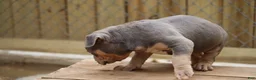 American Bully dogs for sale: Mr. Vegas - Ad 12