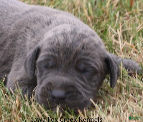 Great Dane dogs Sarge - Ad 26