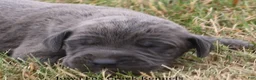 Great Dane dogs for sale: Sarge - Ad 1