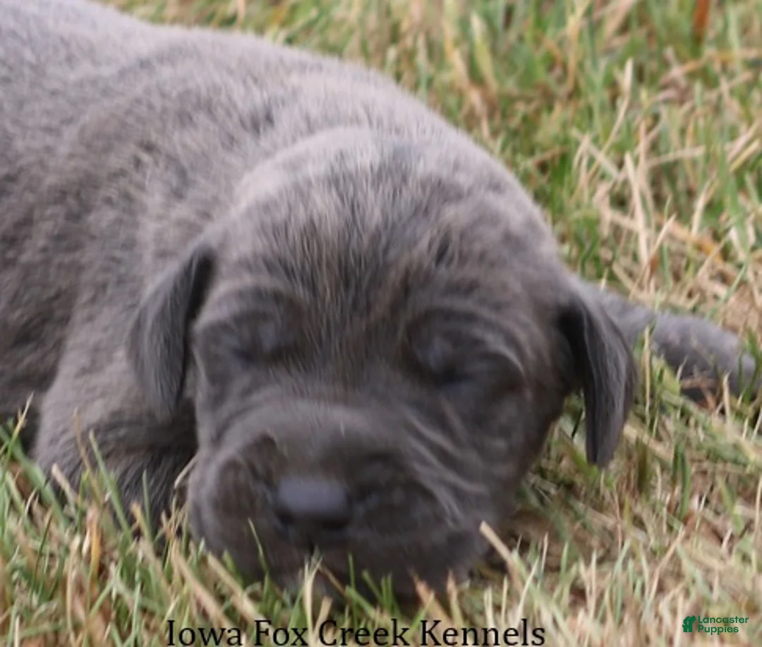 Great Dane dogs for sale: Sarge - Ad 1