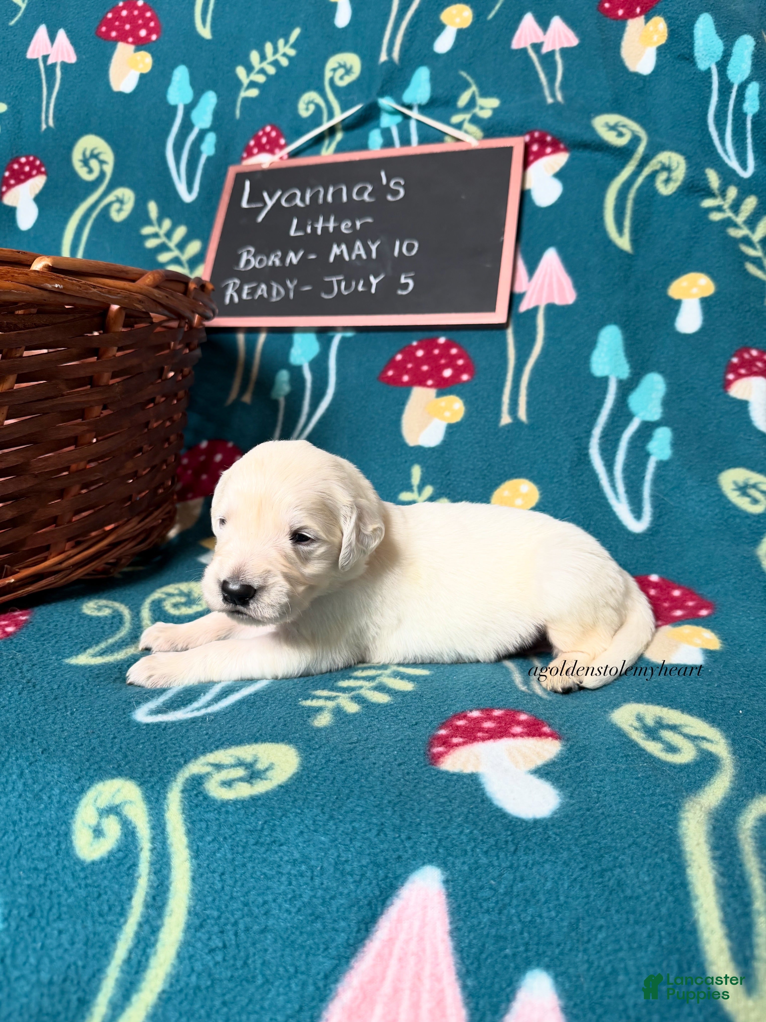 Golden Retriever dogs Mikey - Ad 2