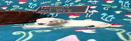Golden Retriever dogs for sale: Misty - Ad 42