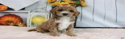 Mini Goldendoodle dogs for sale: Fifi - Ad 1