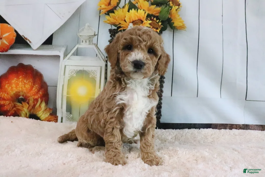 Mini Goldendoodle dogs for sale: Fifi - Ad 1
