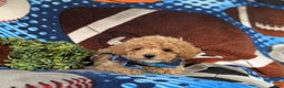Maltipoo dogs for sale: Curtiss  - Ad 7