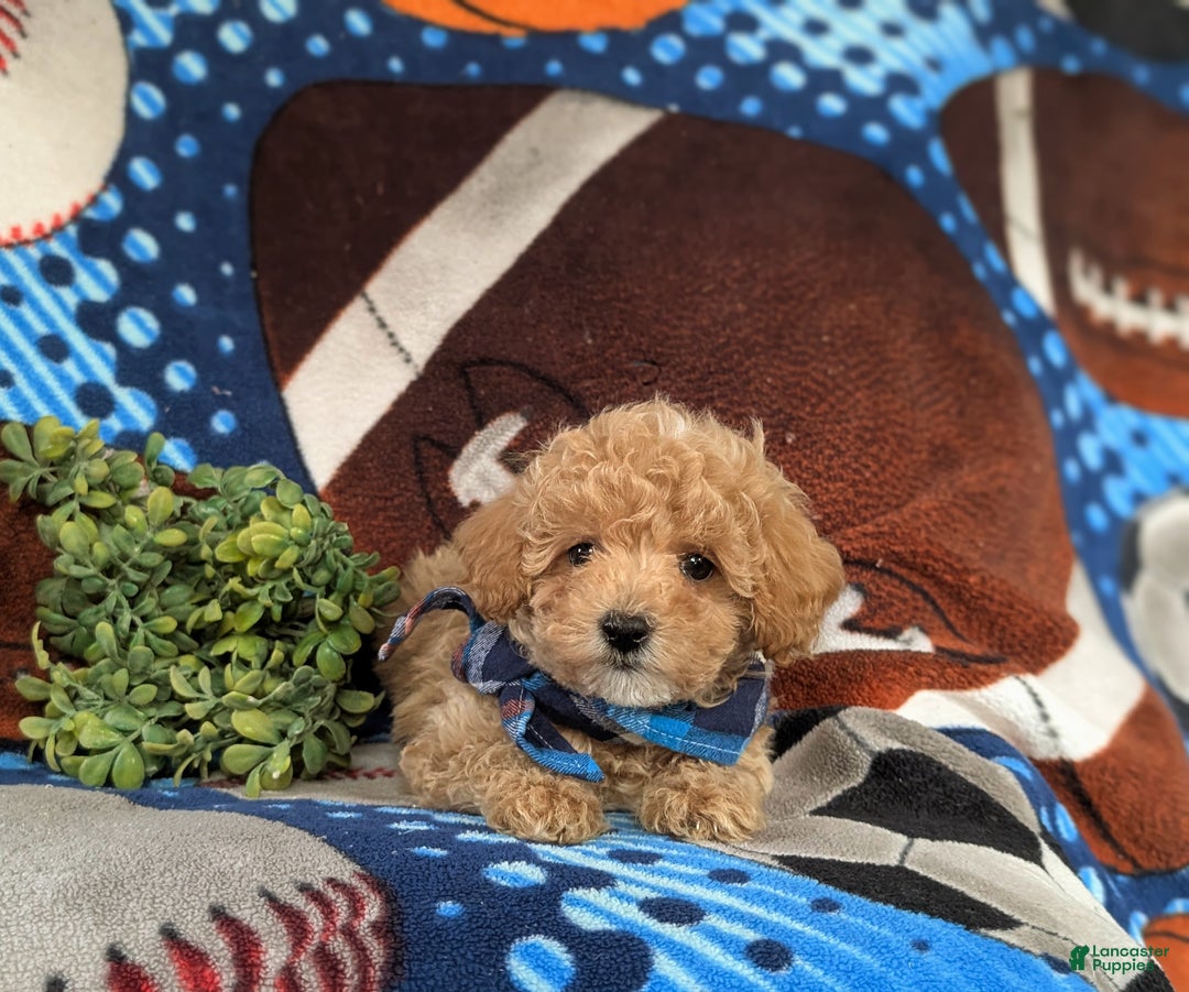 Maltipoo dogs for sale: Curtiss  - Ad 7