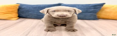 Cooper