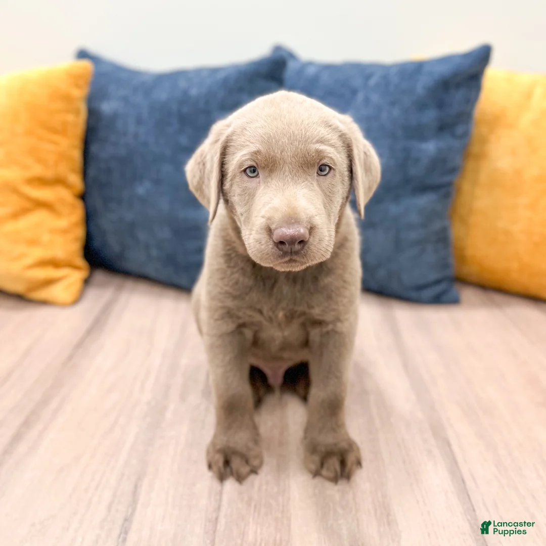 Labrador Retriever dogs for sale: Cooper - Ad 1