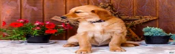 Golden Retriever dogs for sale: Violet - Ad 4