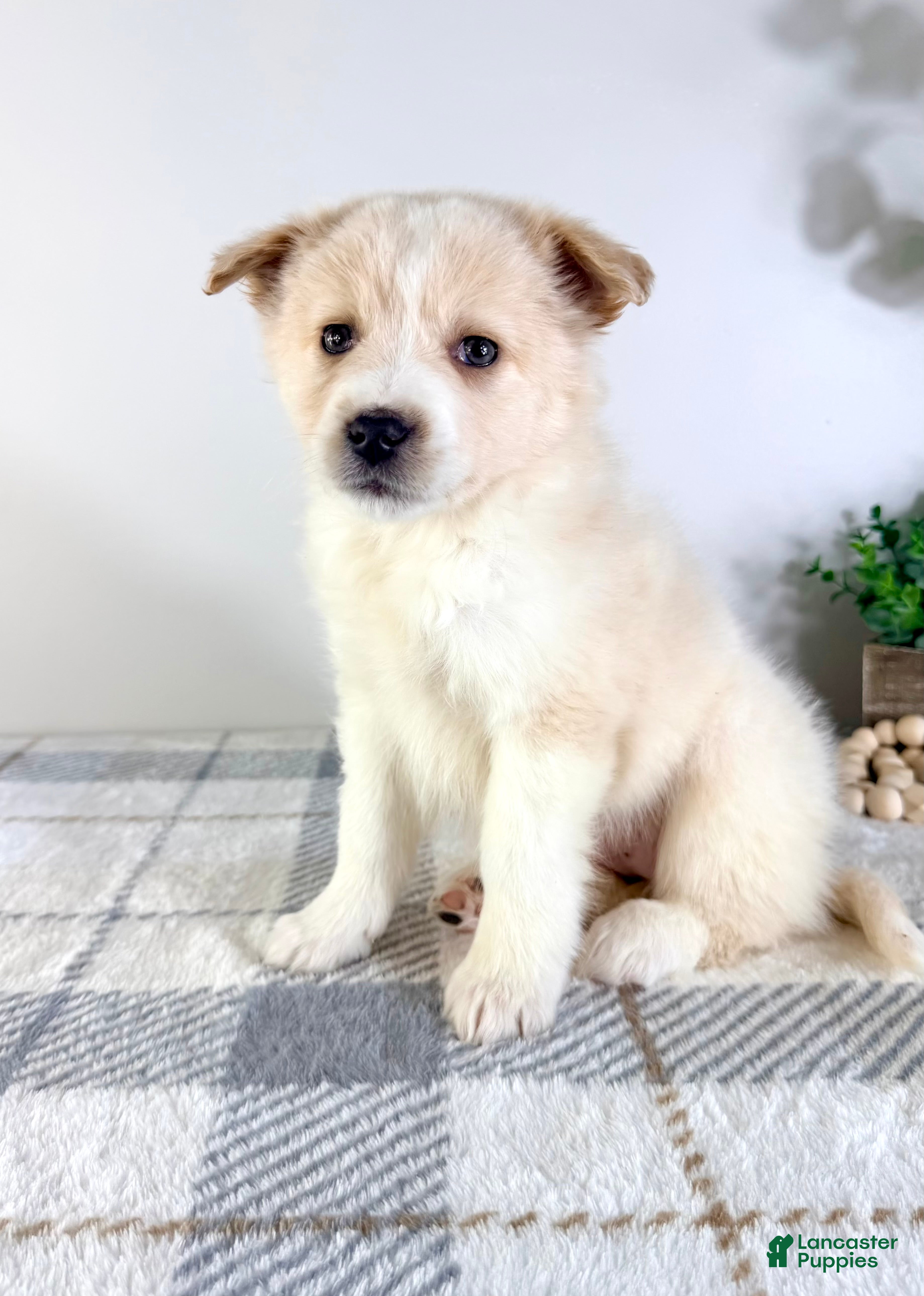 Mixed Breed dogs Honey - Ad 31