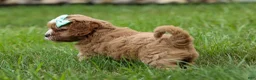 Cavapoo dogs for sale: Violet 💗 - Ad 3