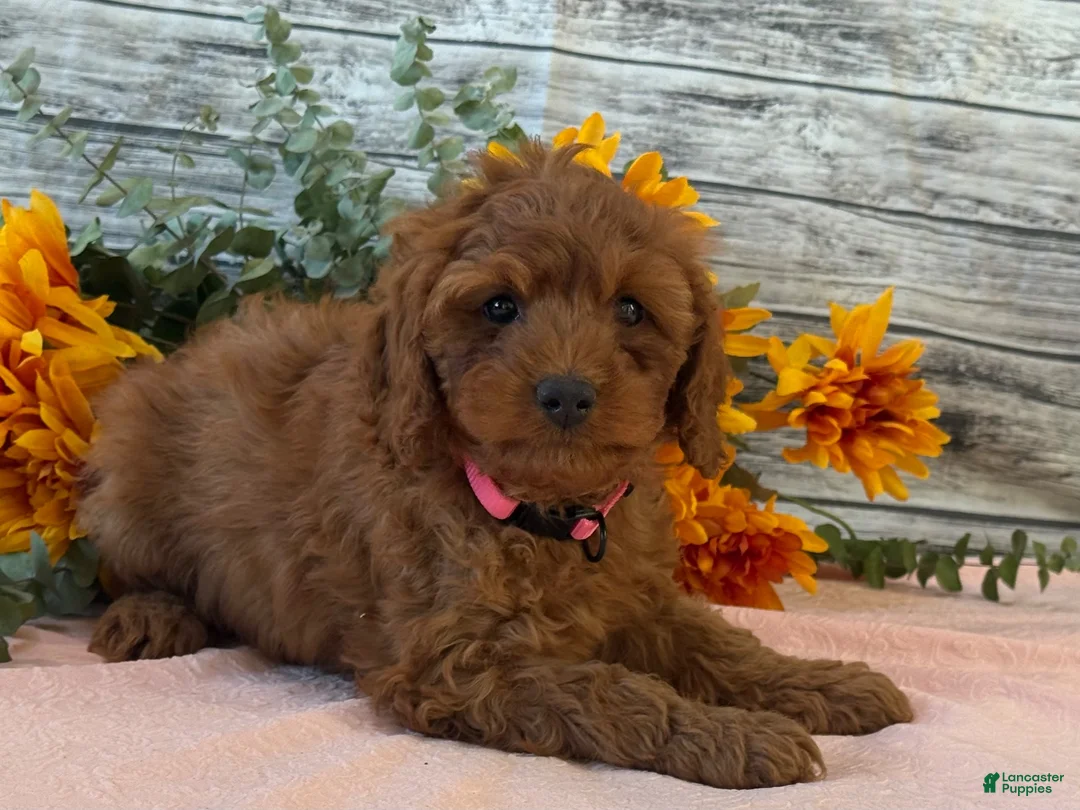 Cavapoo dogs for sale: Echo - Ad 5